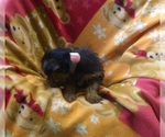 Small #1 Yorkshire Terrier