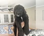 Small Photo #70 Aussiedoodle Puppy For Sale in LONGWOOD, FL, USA