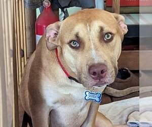 Labrador Retriever-Unknown Mix Dogs for adoption in Milner, GA, USA