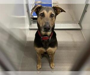 Doberman Pinscher-Unknown Mix Dogs for adoption in Modesto, CA, USA