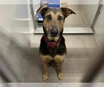Small Doberman Pinscher Mix