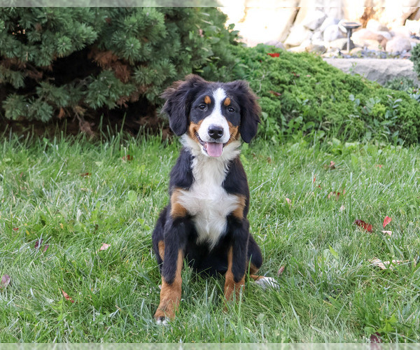 Medium Photo #4 Bernese Mountain Dog Puppy For Sale in SYRACUSE, IN, USA