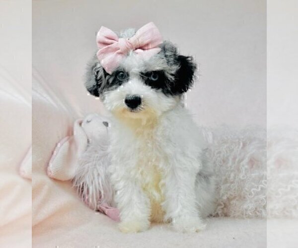 Medium Photo #26 Poodle (Toy) Puppy For Sale in BELLAIRE, TX, USA
