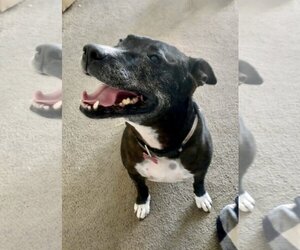 Xena Girl - Female American Pit Bull Terrier-American Staffordshire Terrier Mix Dog for Adoption - Photo #4