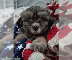 Zuchon Puppy for sale in BLOOMINGTON, IN, USA