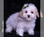 Small #1 Maltipoo (Toy)