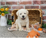 Small #3 Labrador Retriever