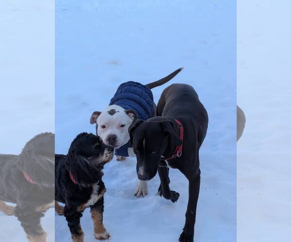 Medium Photo #3 Mutt Puppy For Sale in Rustburg, VA, USA