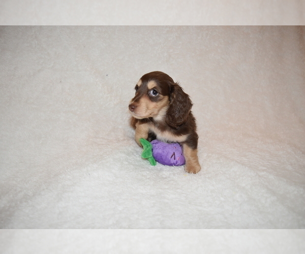 Medium Photo #1 Dachshund Puppy For Sale in BENTON, AR, USA
