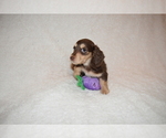 Small Photo #1 Dachshund Puppy For Sale in BENTON, AR, USA