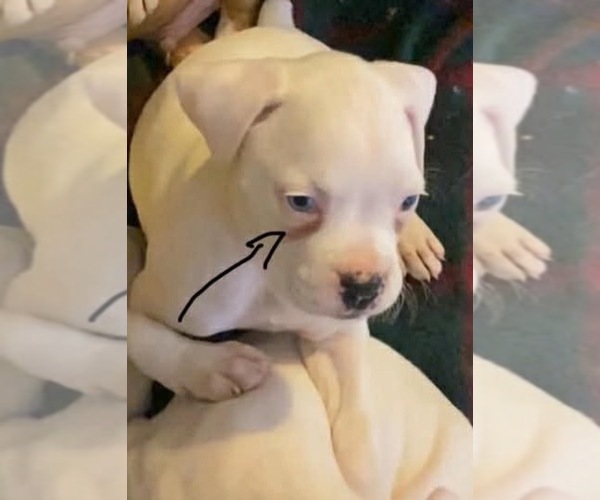 Medium Photo #1 Boxer Puppy For Sale in VICTORIA, TX, USA