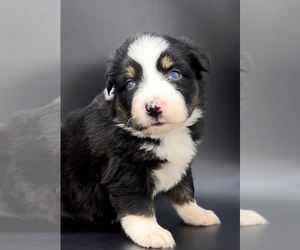 Miniature Australian Shepherd Puppy for Sale in FOXWORTH, Mississippi USA