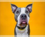 Small American Bulldog Mix