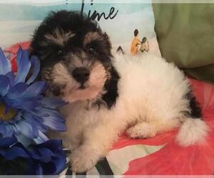 Bichpoo Puppy for sale in PRINCETON, NC, USA