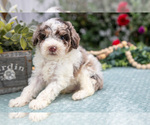 Small Poodle (Miniature)