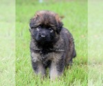 Small German Shepherd Dog