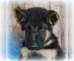 Small Photo #1 German Shepherd Dog Puppy For Sale in SCOTTS HILL, TN, USA