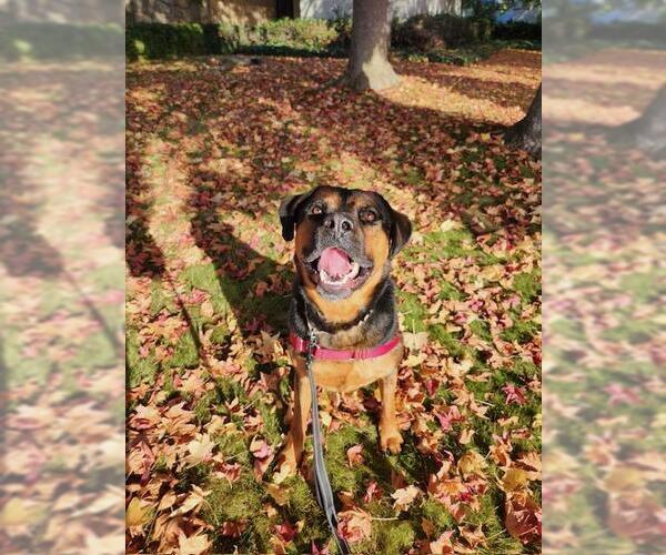 Medium Photo #1 Rottweiler-Unknown Mix Puppy For Sale in Santa Barbara, CA, USA
