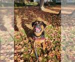 Small Rottweiler Mix