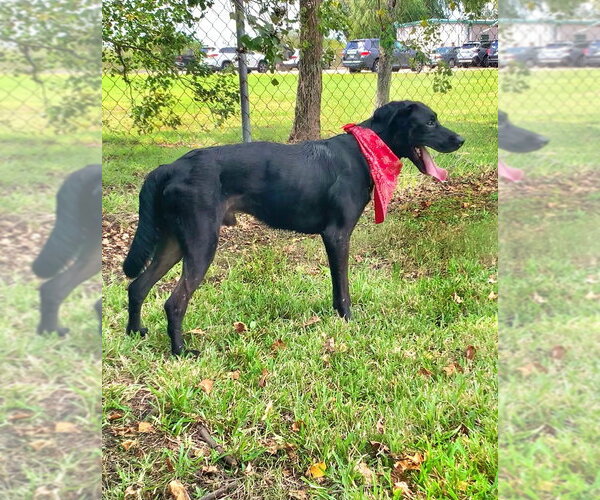 Medium Photo #2 Mutt Puppy For Sale in San Leon, TX, USA