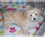 Small Photo #2 Havanese-Poodle (Toy) Mix Puppy For Sale in ORO VALLEY, AZ, USA