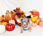 Puppy Griswold Chihuahua