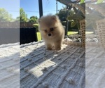 Small #2 Pomeranian