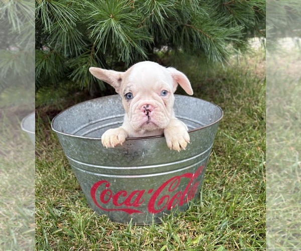 Medium Photo #4 French Bulldog Puppy For Sale in MIDDLEBURY, IN, USA