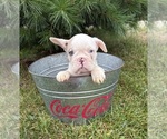 Small #3 French Bulldog