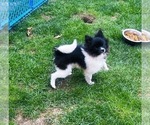 Small #2 Pomeranian