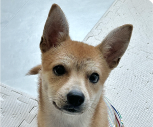Shiba Inu-Unknown Mix Dogs for adoption in San Ramon, CA, USA