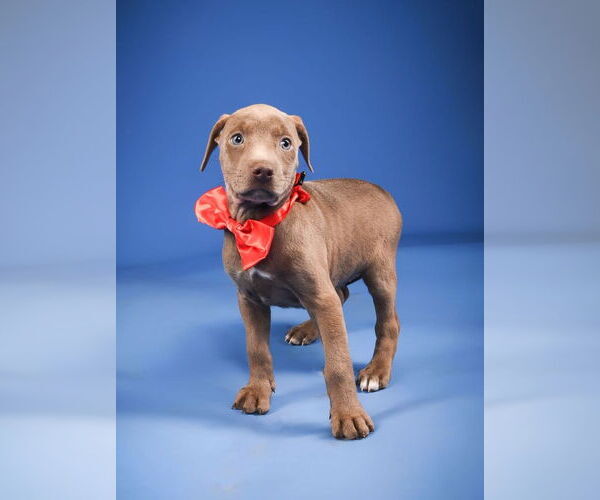 Medium Photo #1 Doberman Pinscher-Unknown Mix Puppy For Sale in Buffalo, MN, USA