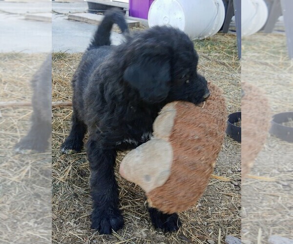 Medium Photo #14 Shepadoodle Puppy For Sale in FOUNTAIN, CO, USA