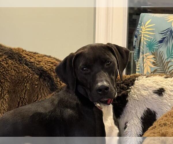 Medium Photo #12 Labrador Retriever-Unknown Mix Puppy For Sale in Holly Springs, NC, USA