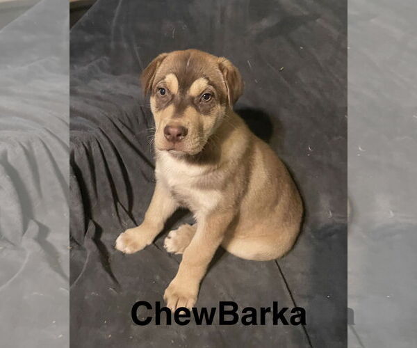 Medium Photo #1 Labsky Puppy For Sale in Topeka, KS, USA