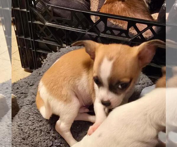 Medium Photo #3 Chihuahua Puppy For Sale in SPRINGFIELD, OH, USA