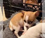 Small #2 Chihuahua