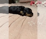 Puppy Lady Dachshund