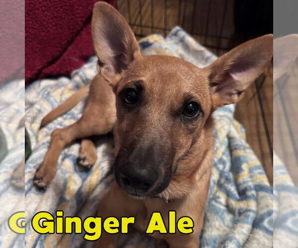 Medium Photo #6 Dachshund-Unknown Mix Puppy For Sale in San Antonio, TX, USA