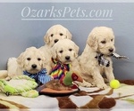 Small Photo #6 Goldendoodle Puppy For Sale in CEDAR GAP, MO, USA