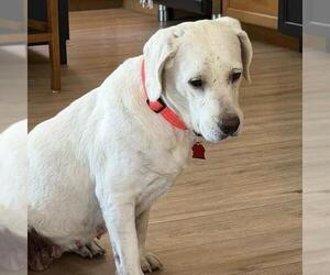 Elinda - Female Labrador Retriever-Unknown Mix Dog for Adoption - Photo #15