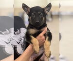 Small German Shepherd Dog