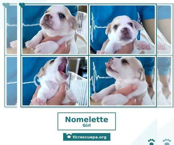 Medium Photo #4 Beagle-Unknown Mix Puppy For Sale in Kimberton, PA, USA