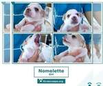 Small #3 Beagle Mix