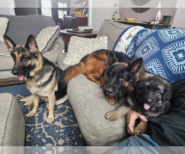 Medium Photo #4 German Shepherd Dog Puppy For Sale in BENTON, LA, USA