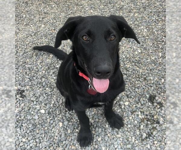 Medium Photo #1 Labrador Retriever-Unknown Mix Puppy For Sale in San Diego, CA, USA