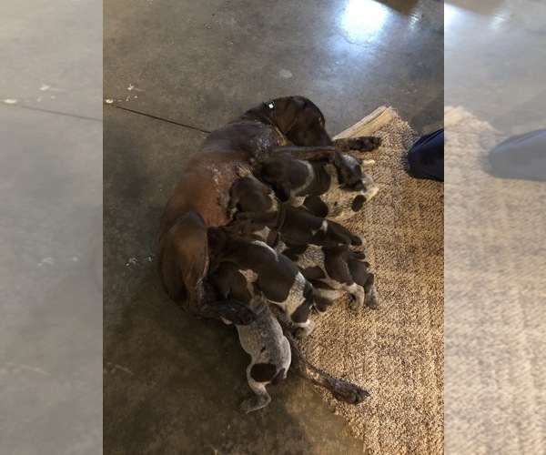 Medium Photo #1 German Shorthaired Pointer Puppy For Sale in RANDOLPH, WI, USA