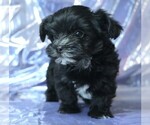 Small #5 Morkie