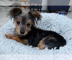 Small Mutt