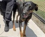 Small #1 Doberman Pinscher Mix